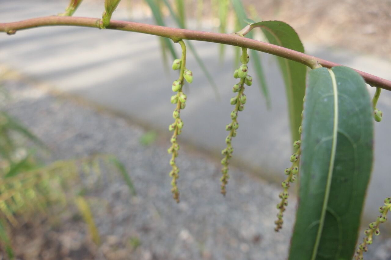 Stachyurus salicifolius flower
