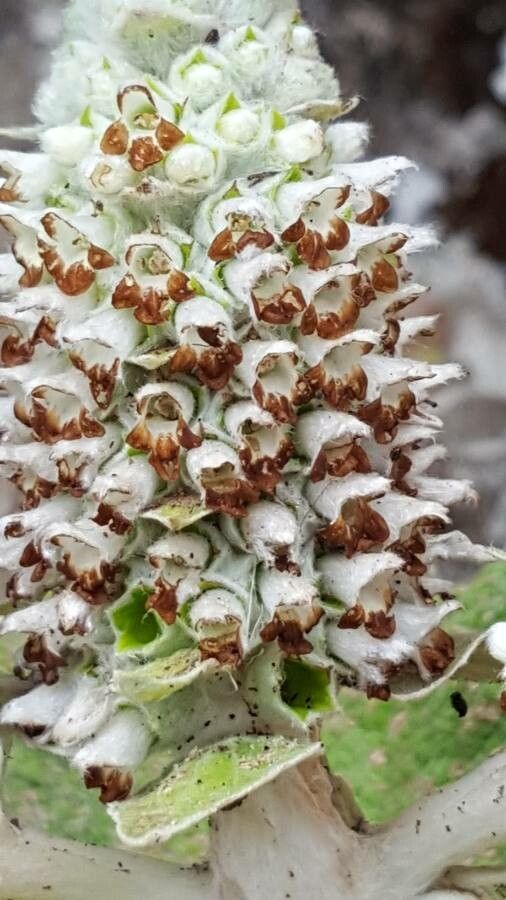 Sideritis macrostachys flower