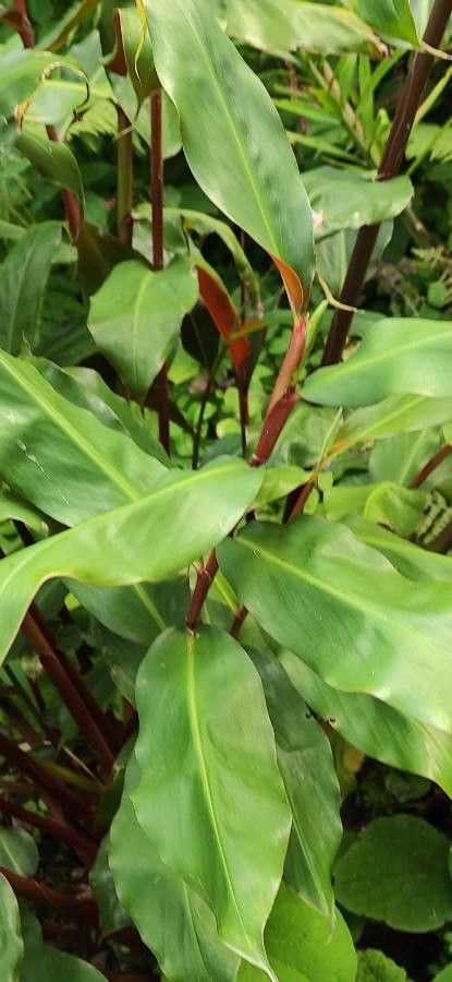 Hedychium greenii — search result for 'Hedychium'