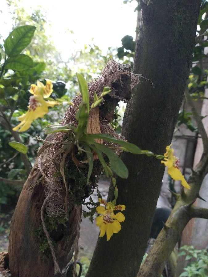 Erycina crista-galli — related species from the same genus