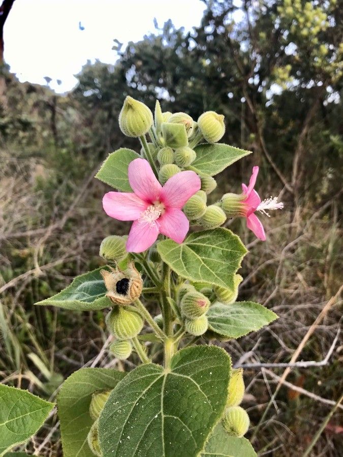 Pavonia dasypetala — search result for 'Pavonia'