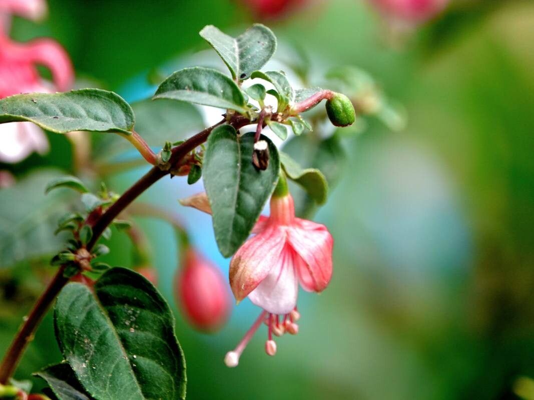 Fuchsia × standishii flower
