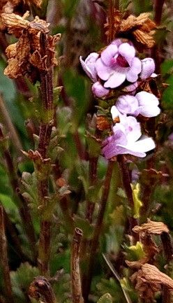 Euphrasia collina — related species from the same genus