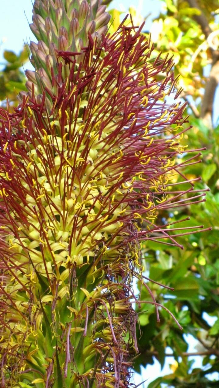 Agave filifera flower