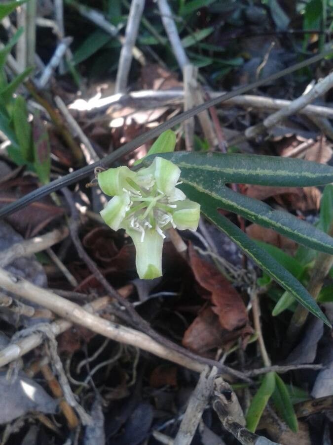 Passiflora spp. flower