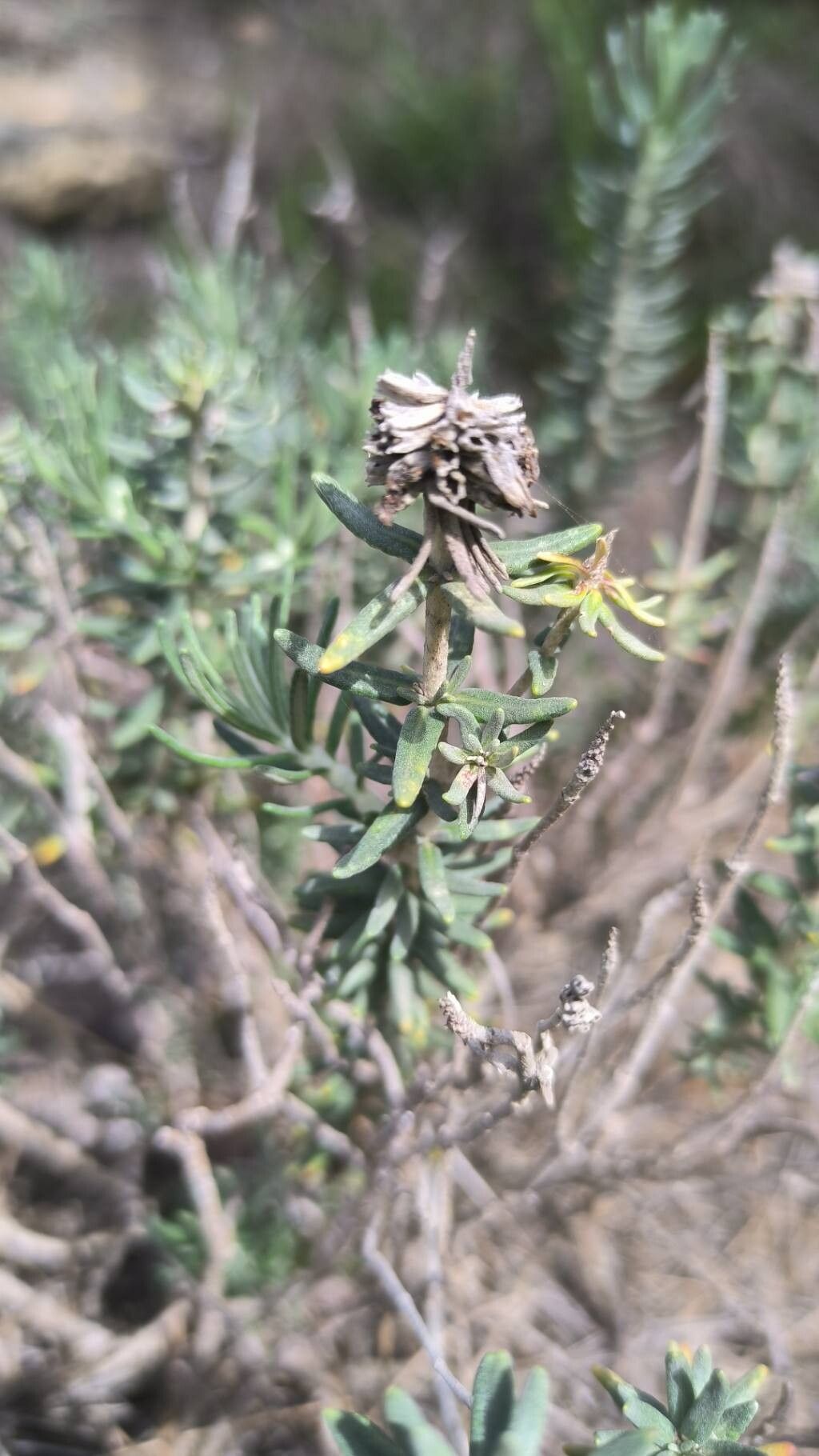 Teucrium libanitis flower