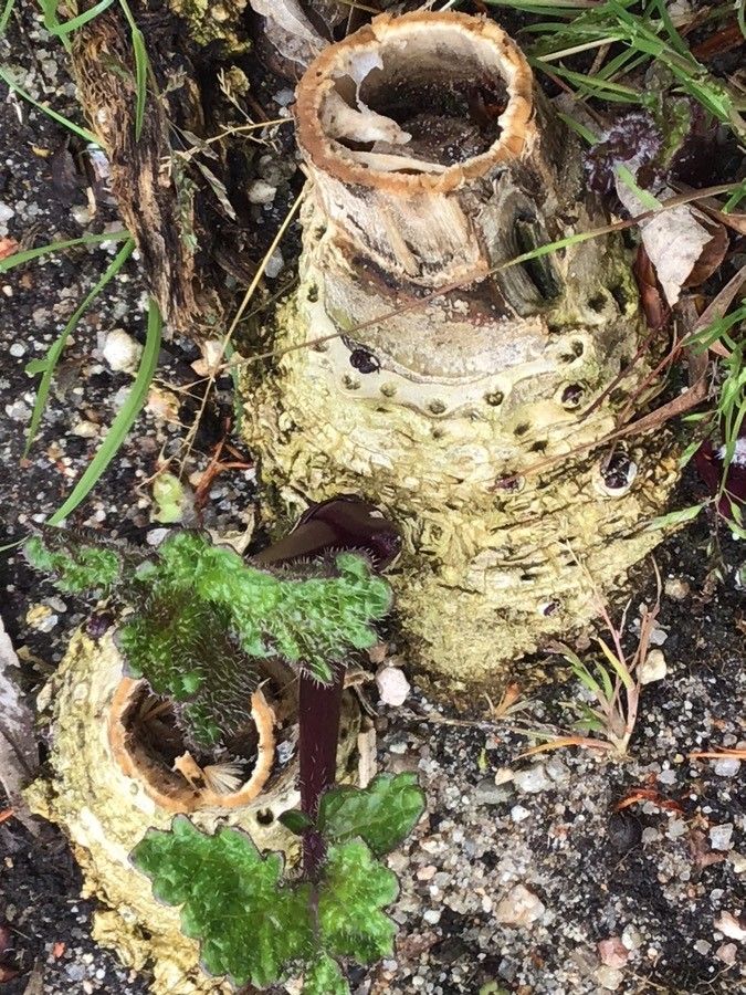 Crambe hispanica bark