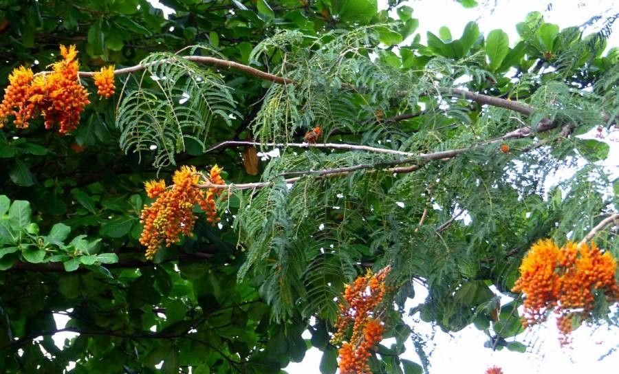 Colvillea racemosa leaf
