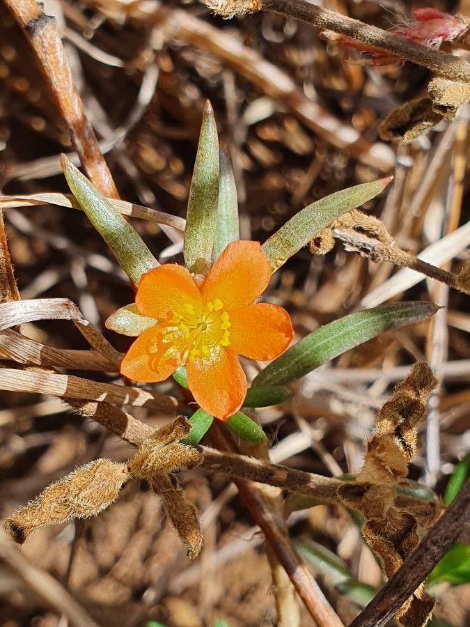 Portulaca massaica flower