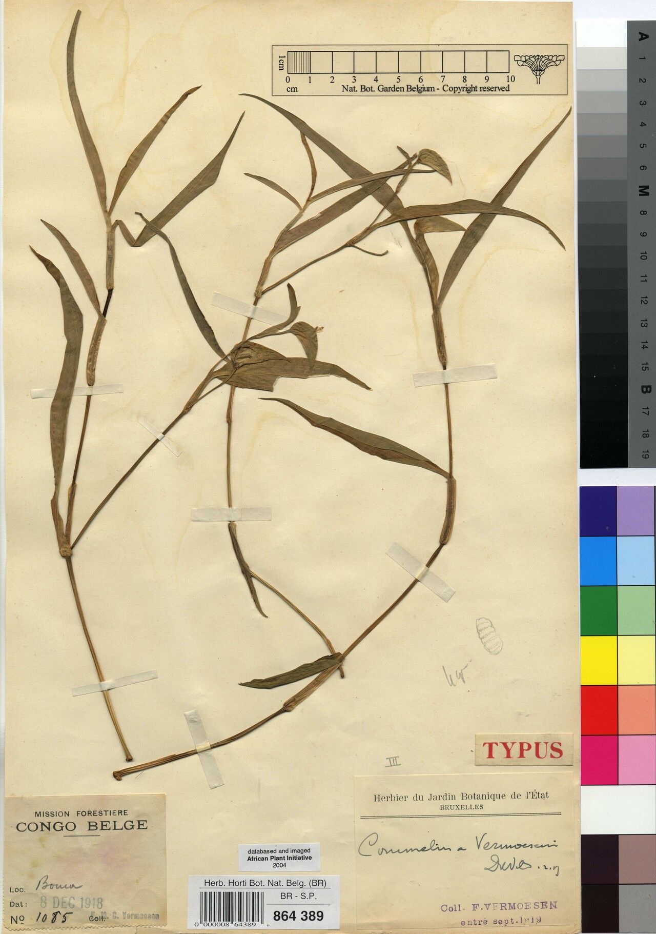 Commelina vermoesenii — search result for 'Commelina'