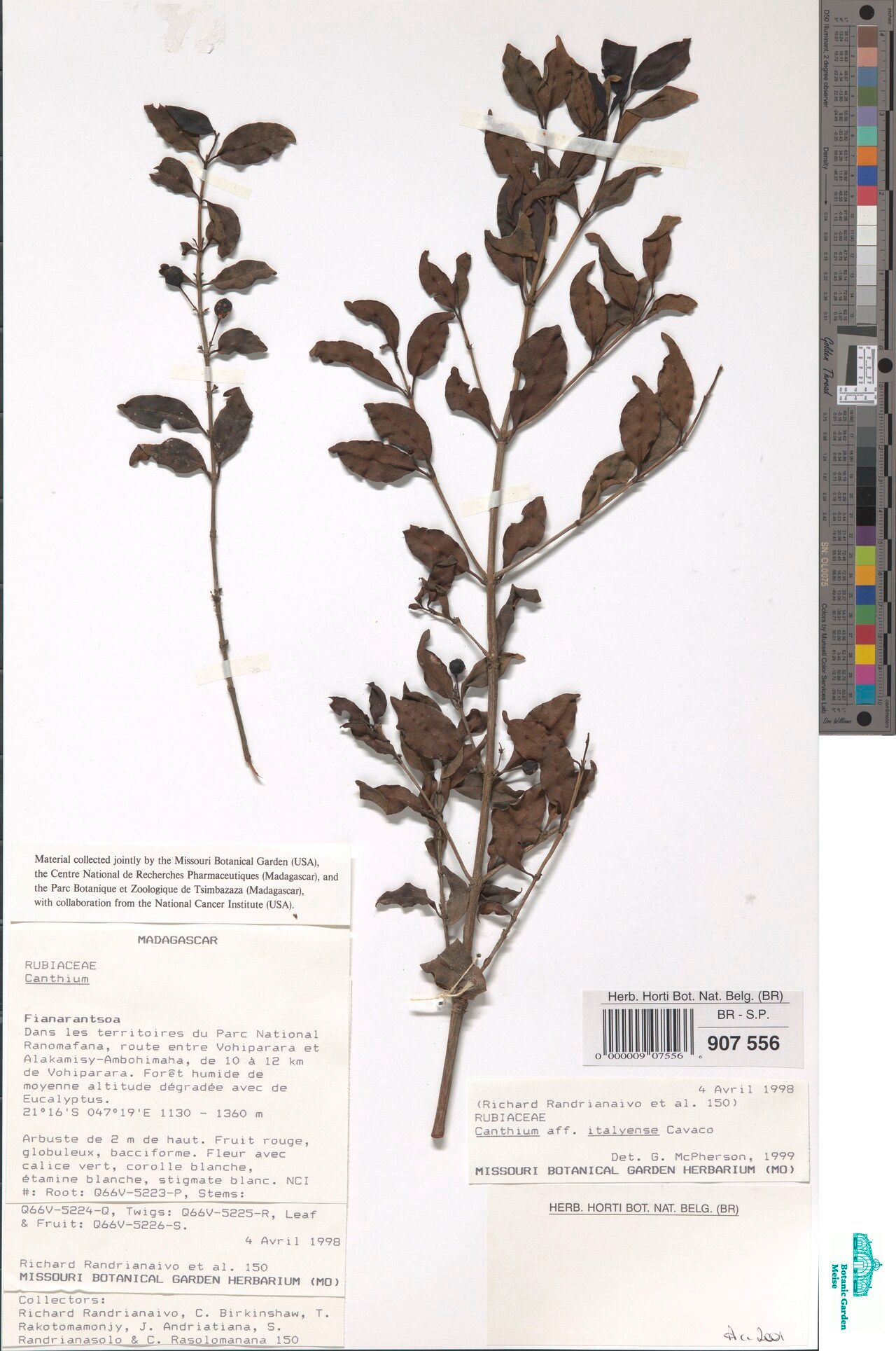 Pyrostria italyensis — houseplant care guide