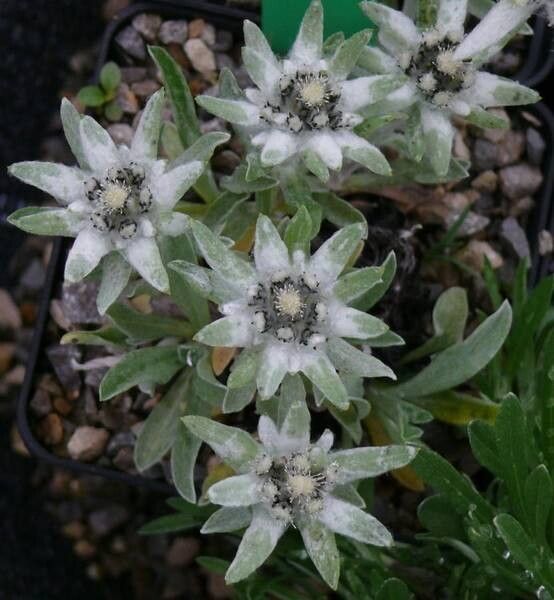 Leontopodium campestre — related species from the same genus