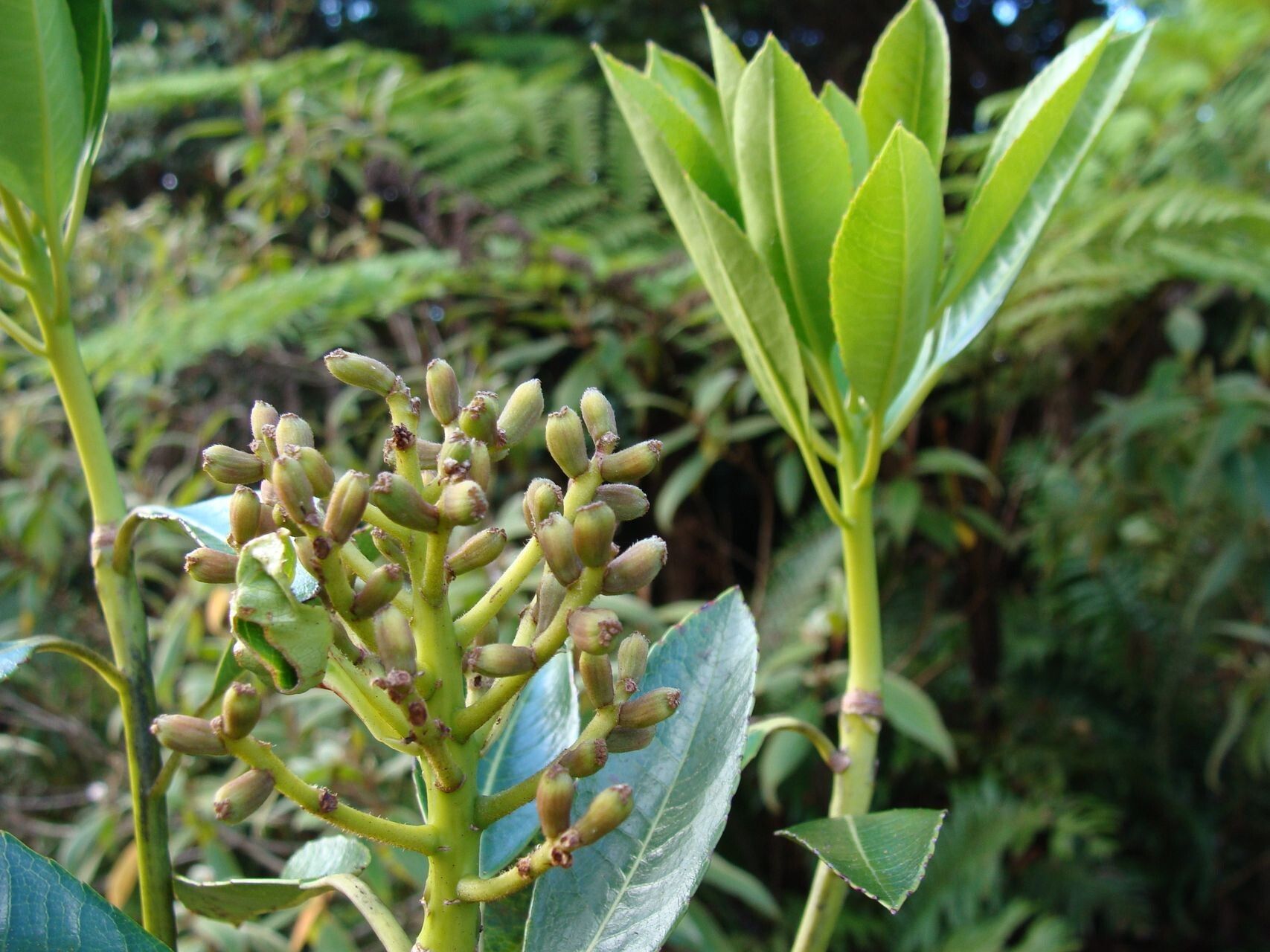 Paracryphia alticola fruit