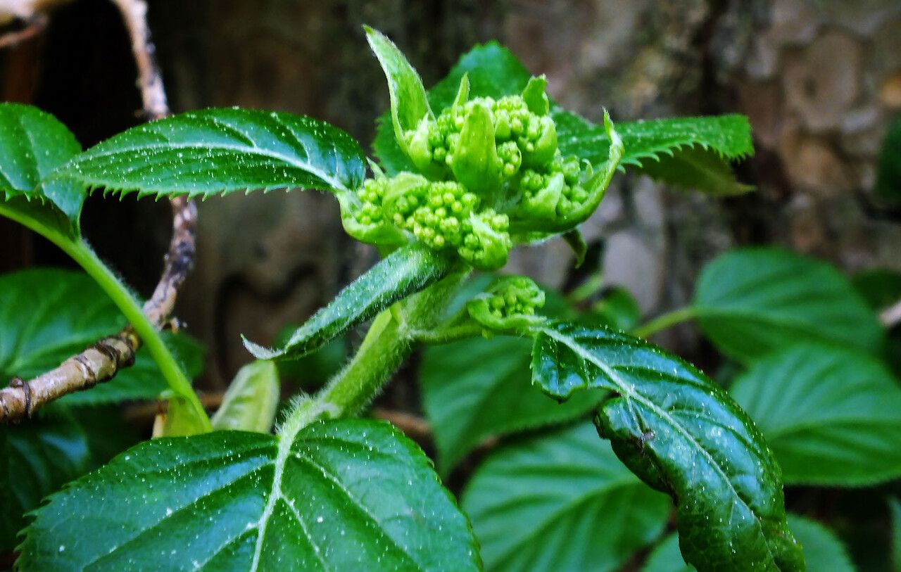 Hydrangea anomala flower