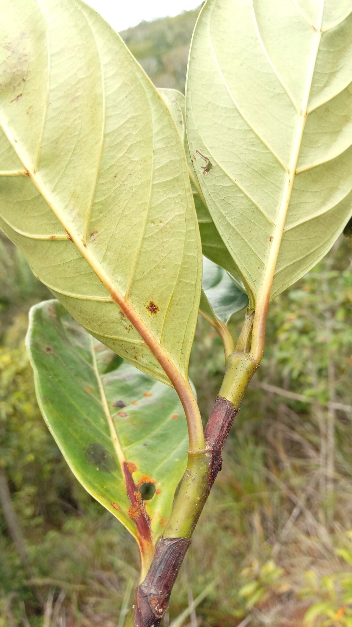 Gaertnera nitida — houseplant care guide