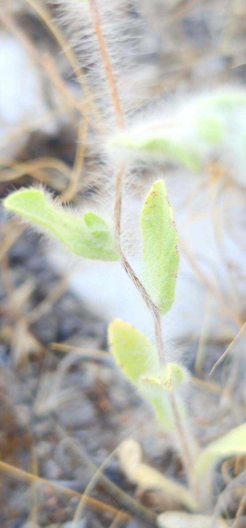 Pentanema divaricatum bark