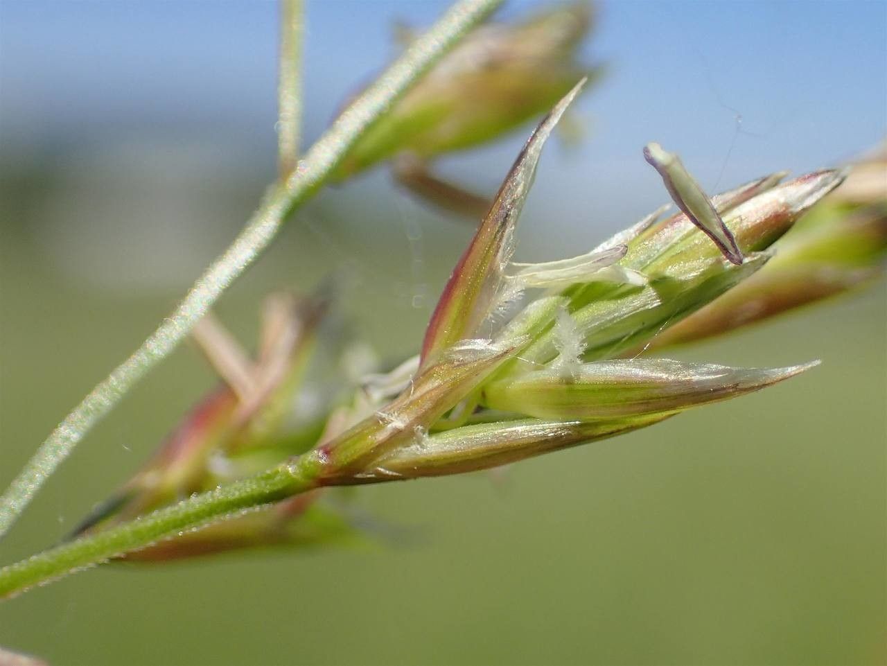 Schedonorus pratensis fruit