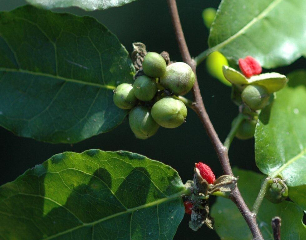 Tapura fischeri fruit