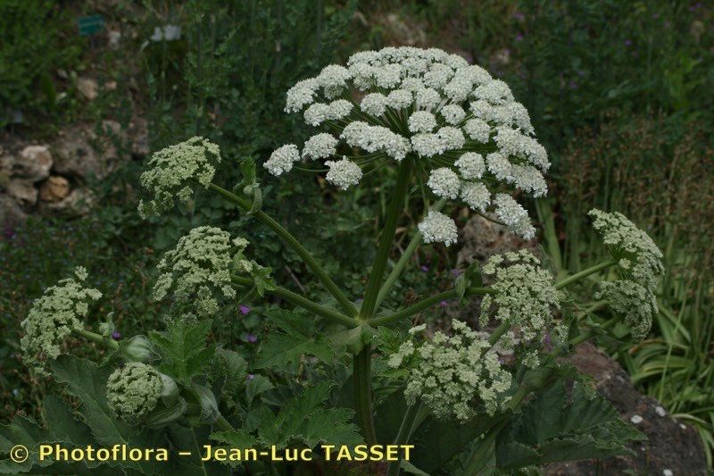 Heracleum antasiaticum habit