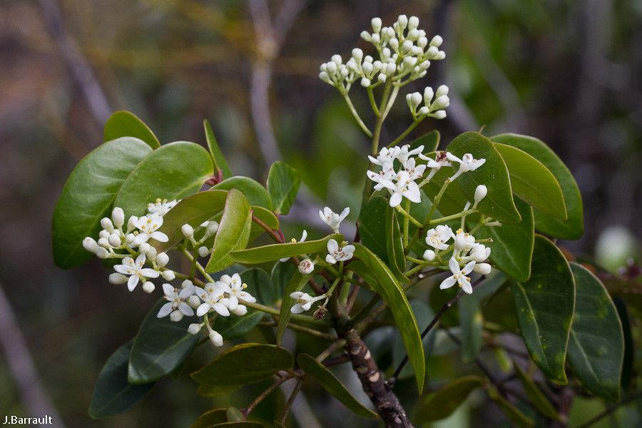 Zanthoxylum pancheri flower