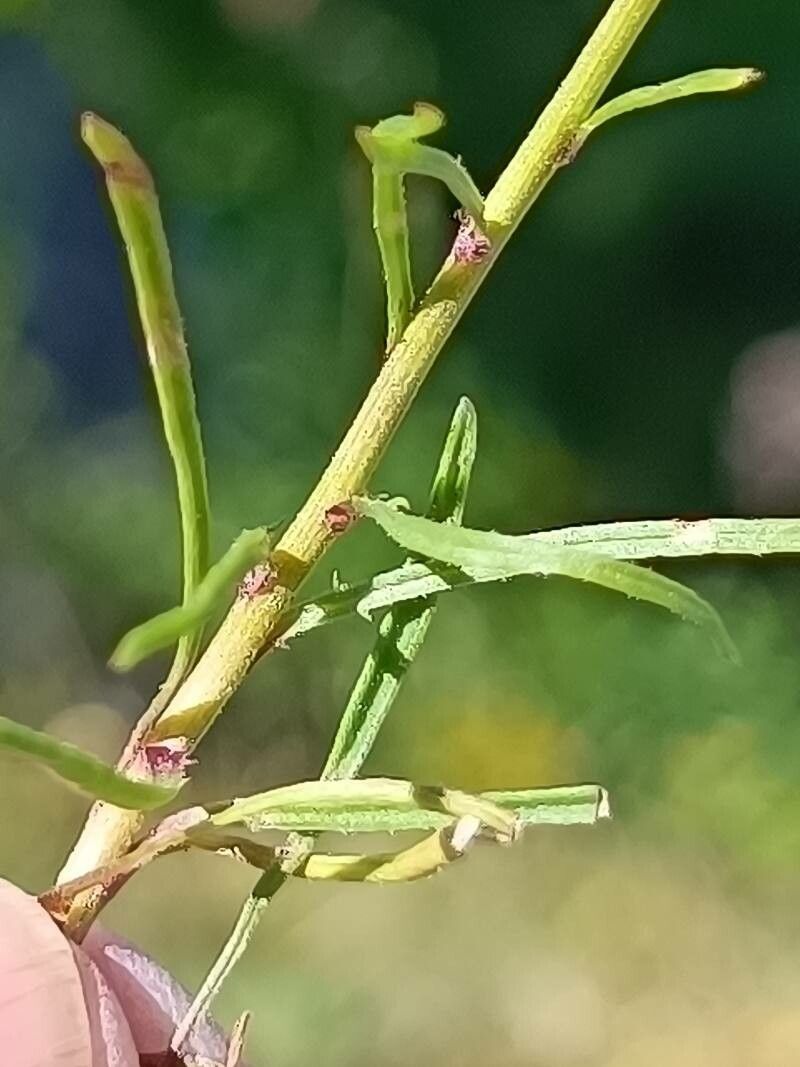 Leucanthemum graminifolium — houseplant care guide