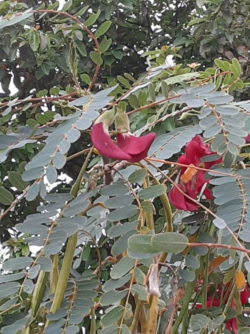 Sesbania grandiflora flower