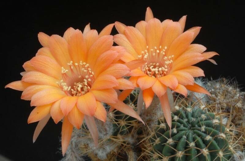 Lobivia schieliana flower