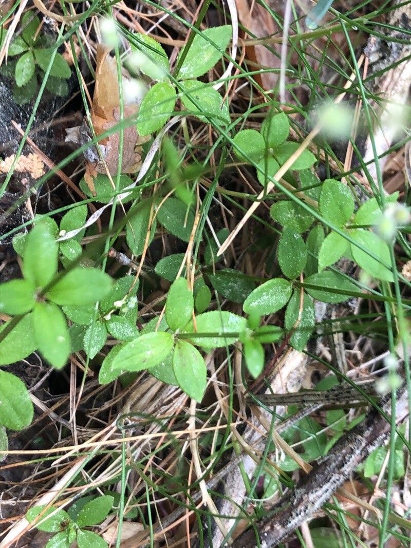 Galium rotundifolium leaf