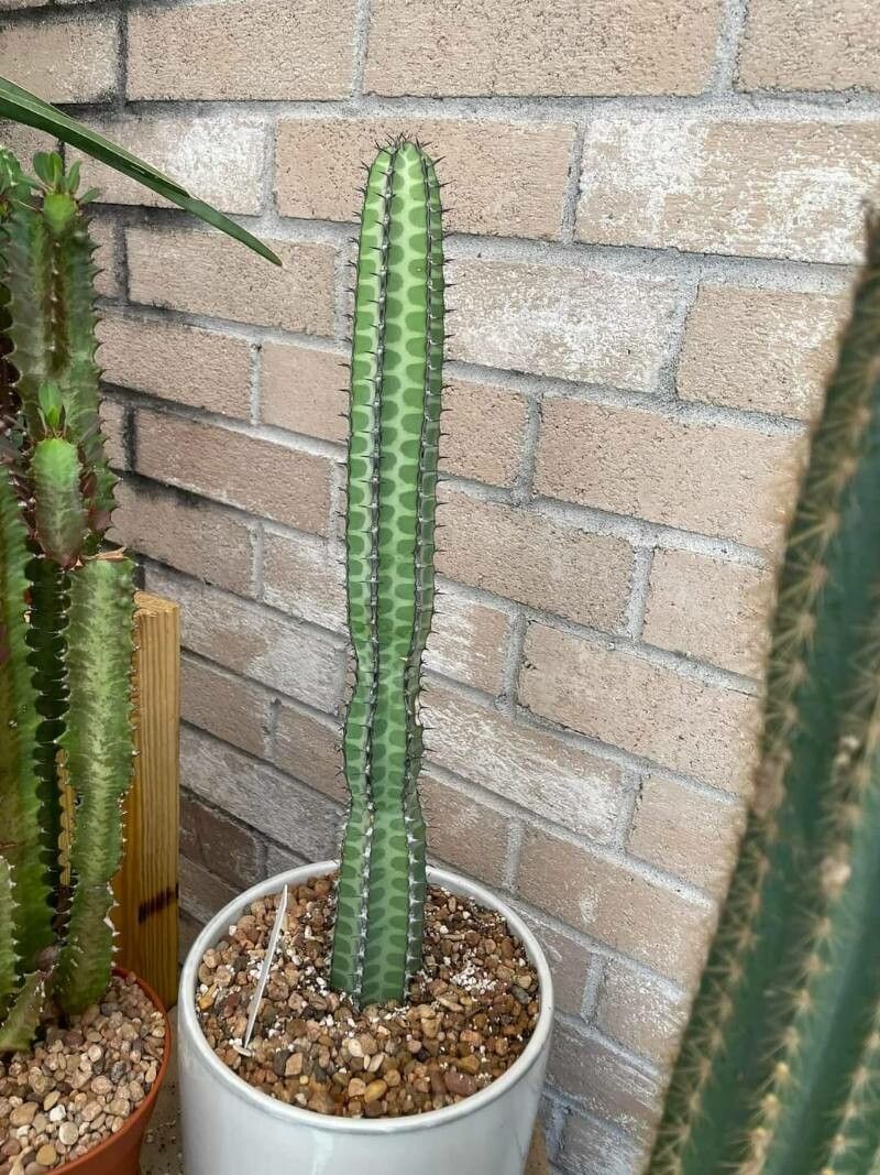 Euphorbia tescorum — houseplant care guide