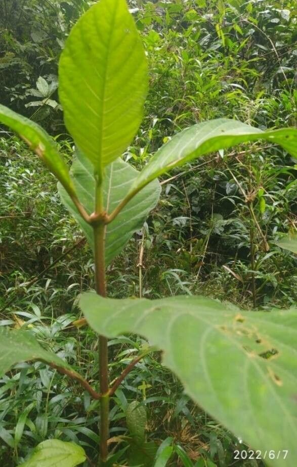 Sabicea panamensis — houseplant care guide