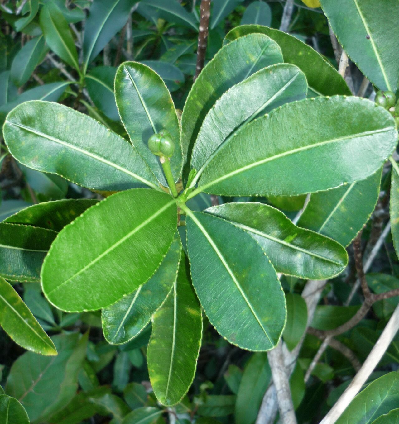 Excoecaria myrioneura — search result for 'Excoecaria'