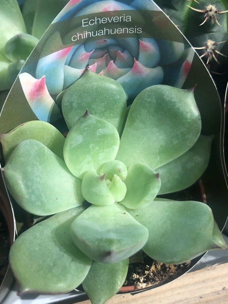 Echeveria chihuahuaensis — search result for 'Echeveria'
