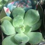 Echeveria chihuahuaensis