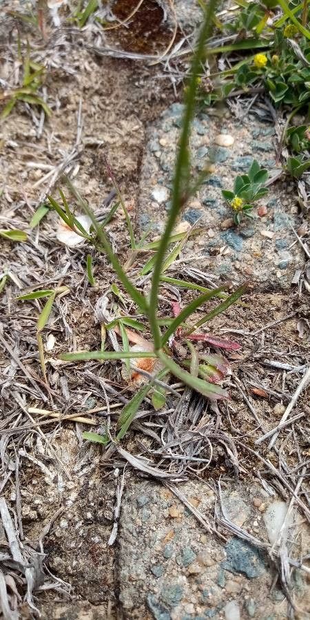 Wahlenbergia capillaris leaf