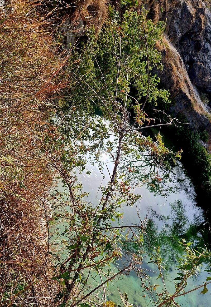 Woodfordia uniflora habit