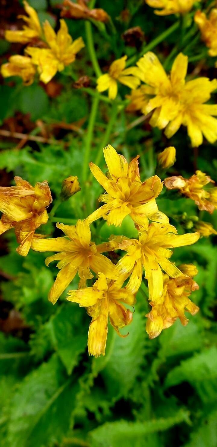 Leontodon rigens flower