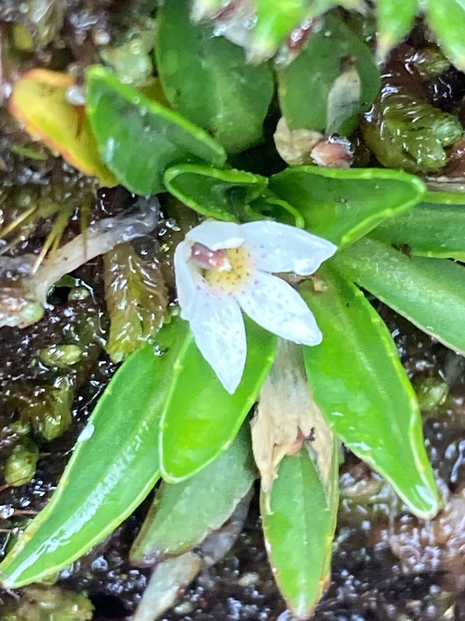 Lysipomia laciniata flower