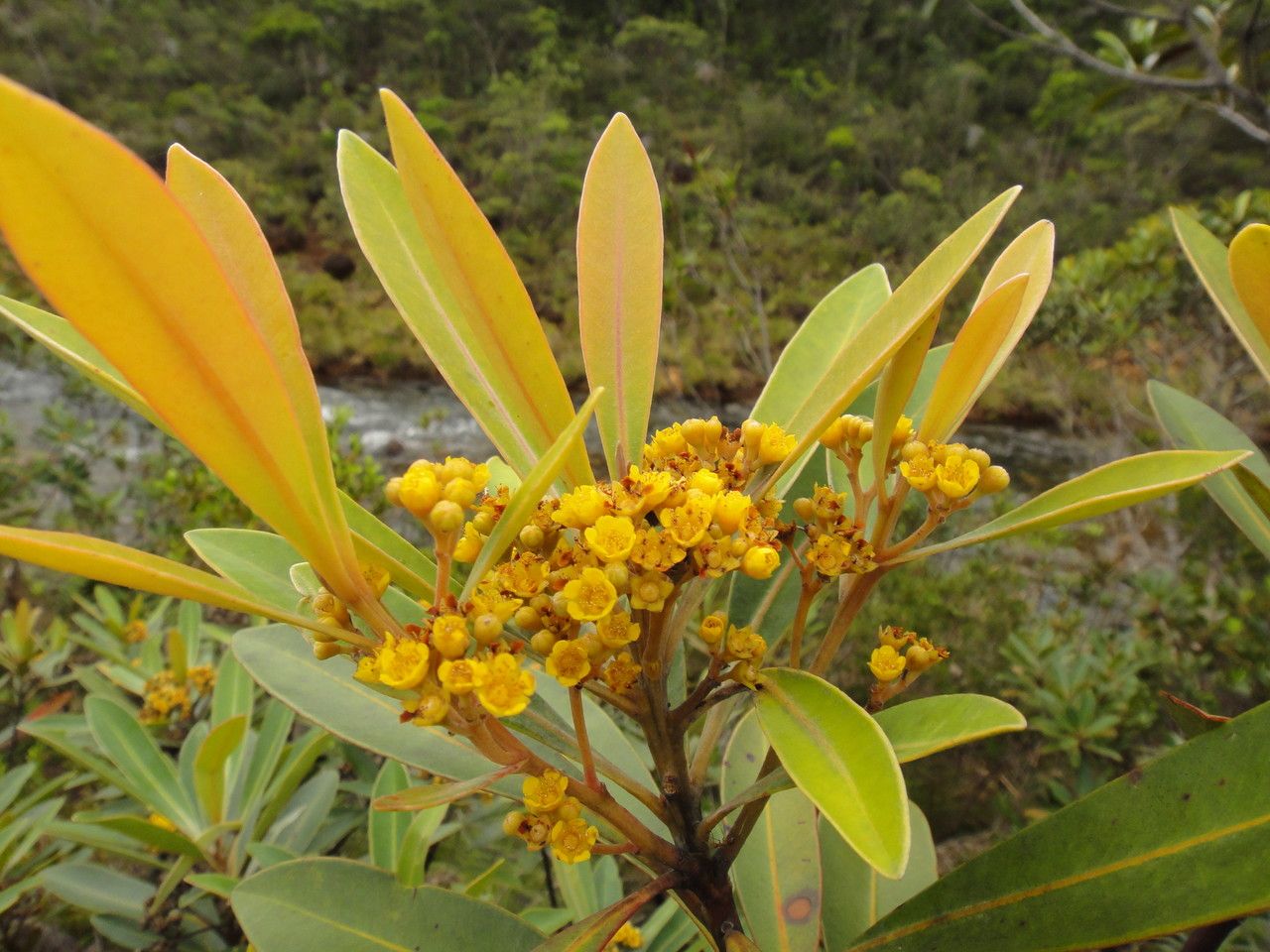 Tristaniopsis glauca flower