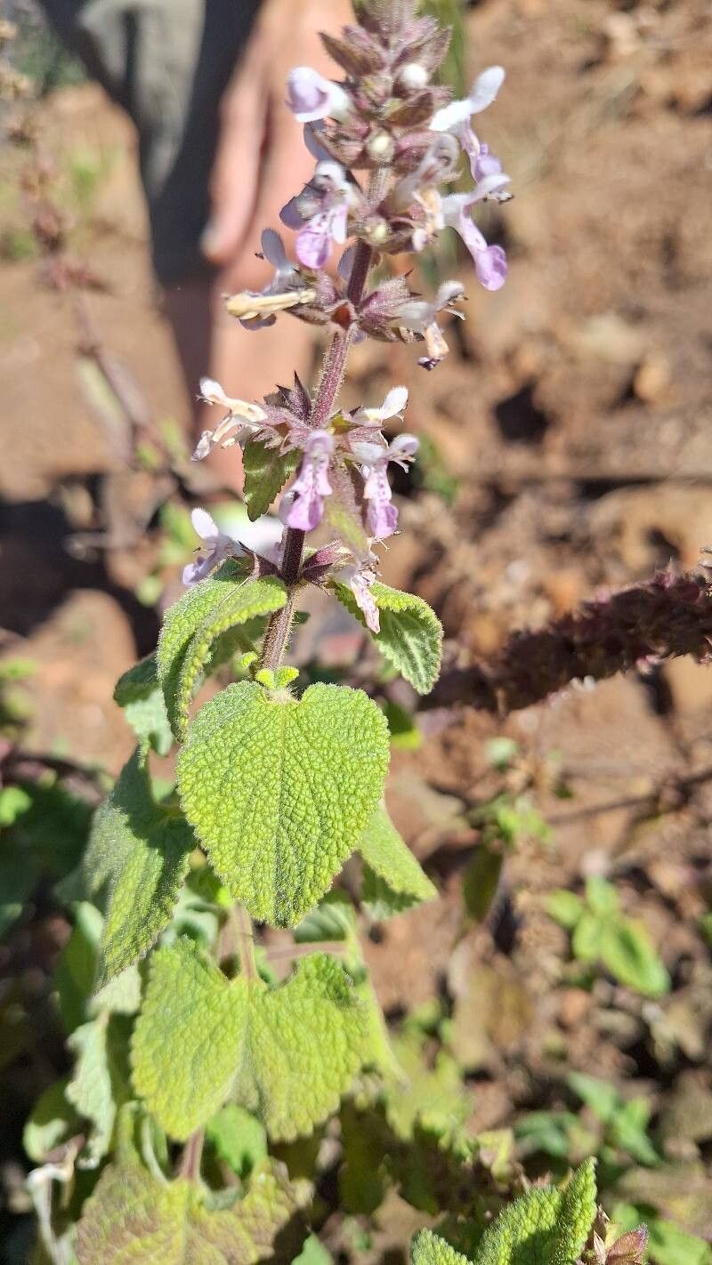 Plectranthus rubropunctatus — search result for 'Plectranthus'