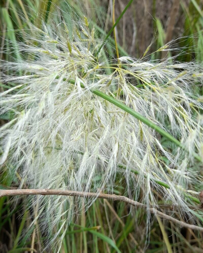 Cortaderia hieronymi flower