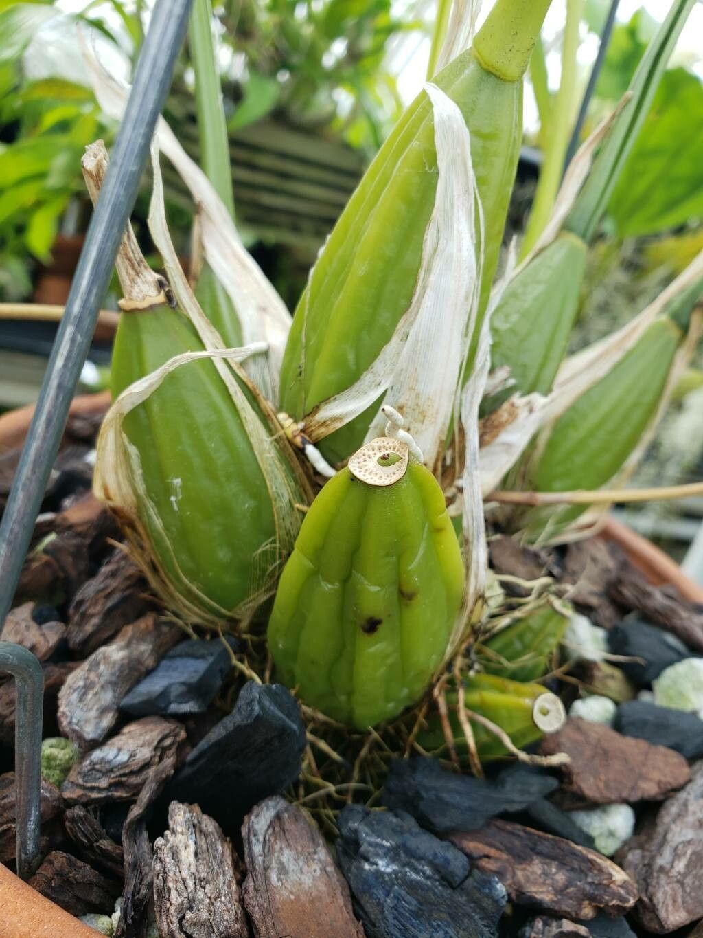 Gongora sanderiana other