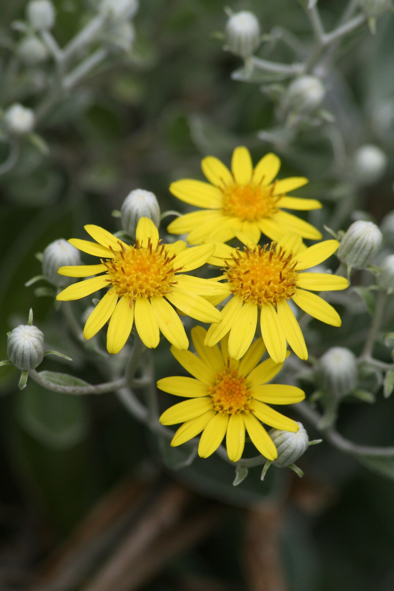 Brachyglottis laxifolia — search result for 'Brachyglottis'