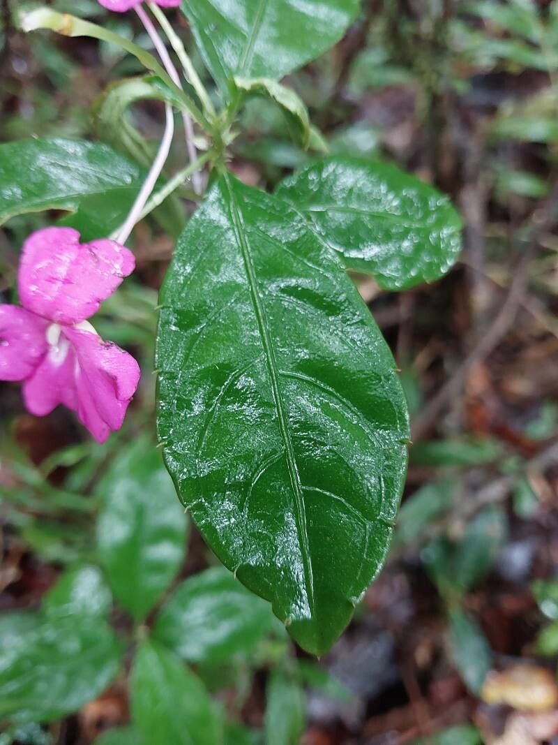 Impatiens firmula leaf
