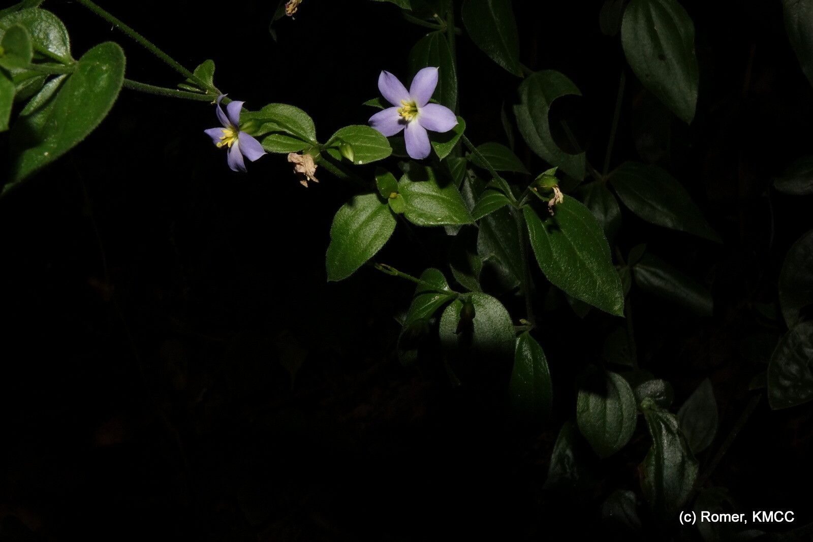 Exacum lokohense — houseplant care guide