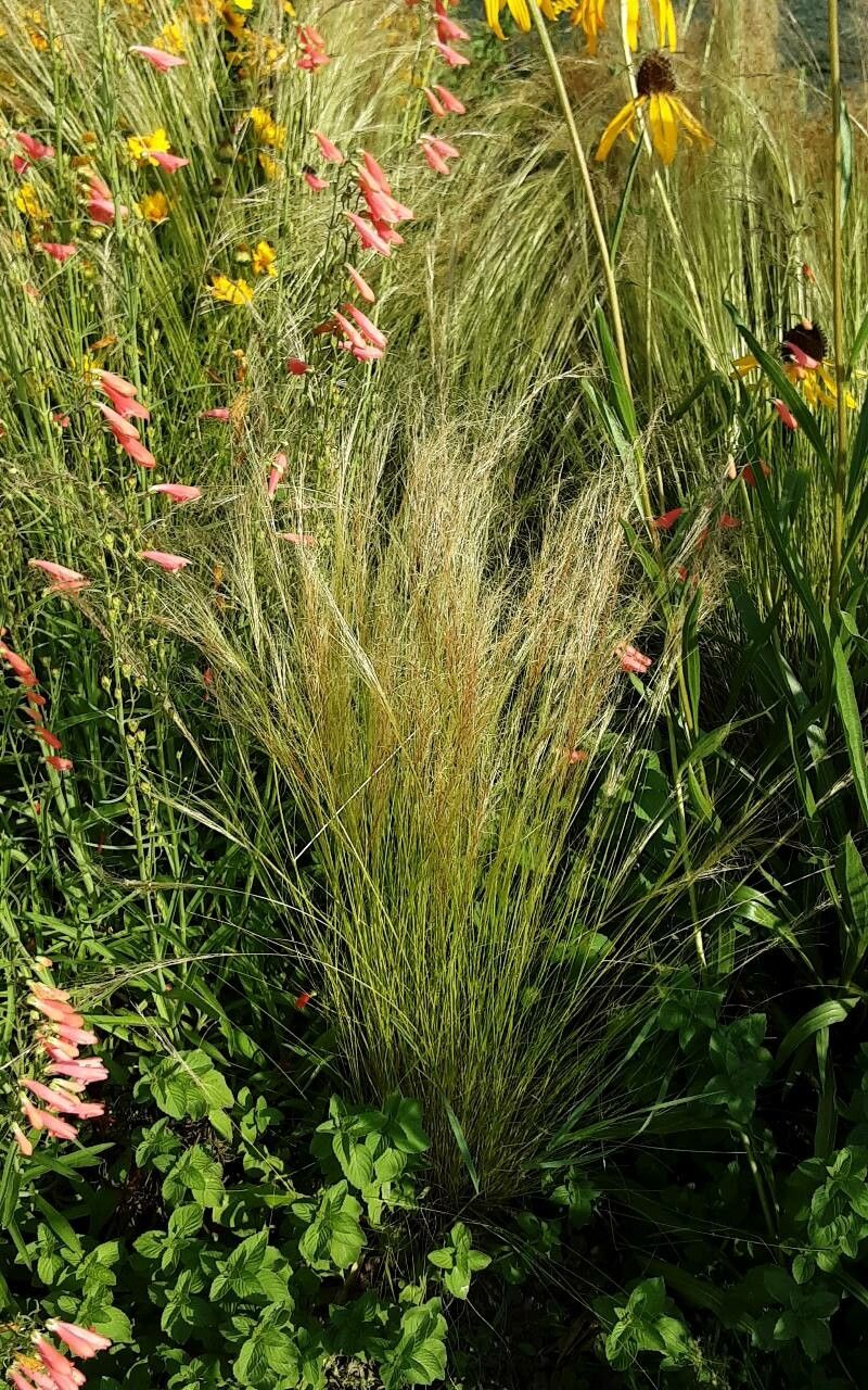 Austrostipa tenuifolia — related species from the same genus