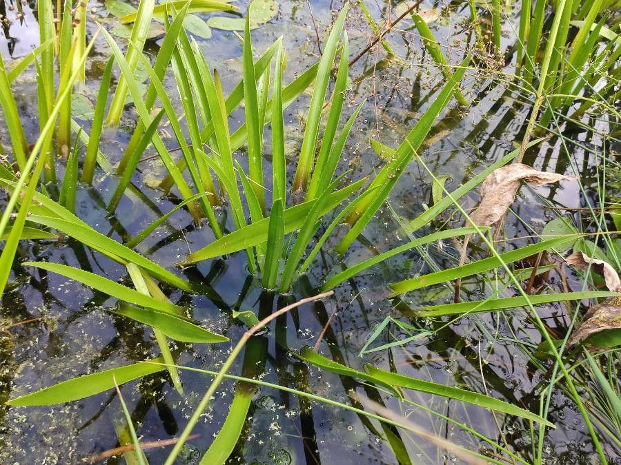 Stratiotes aloides habit