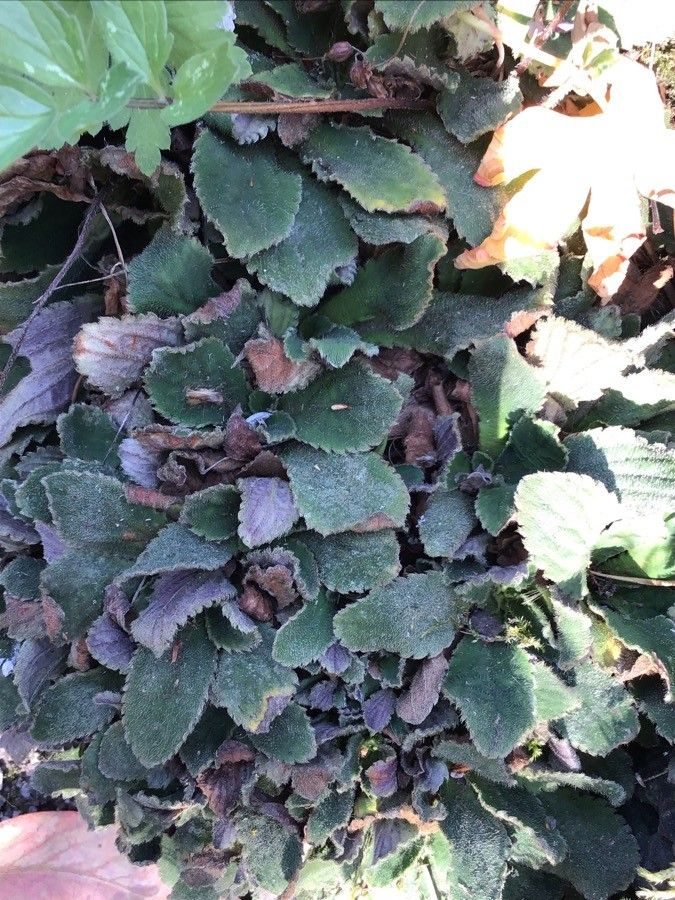 Cyclamen graecum leaf