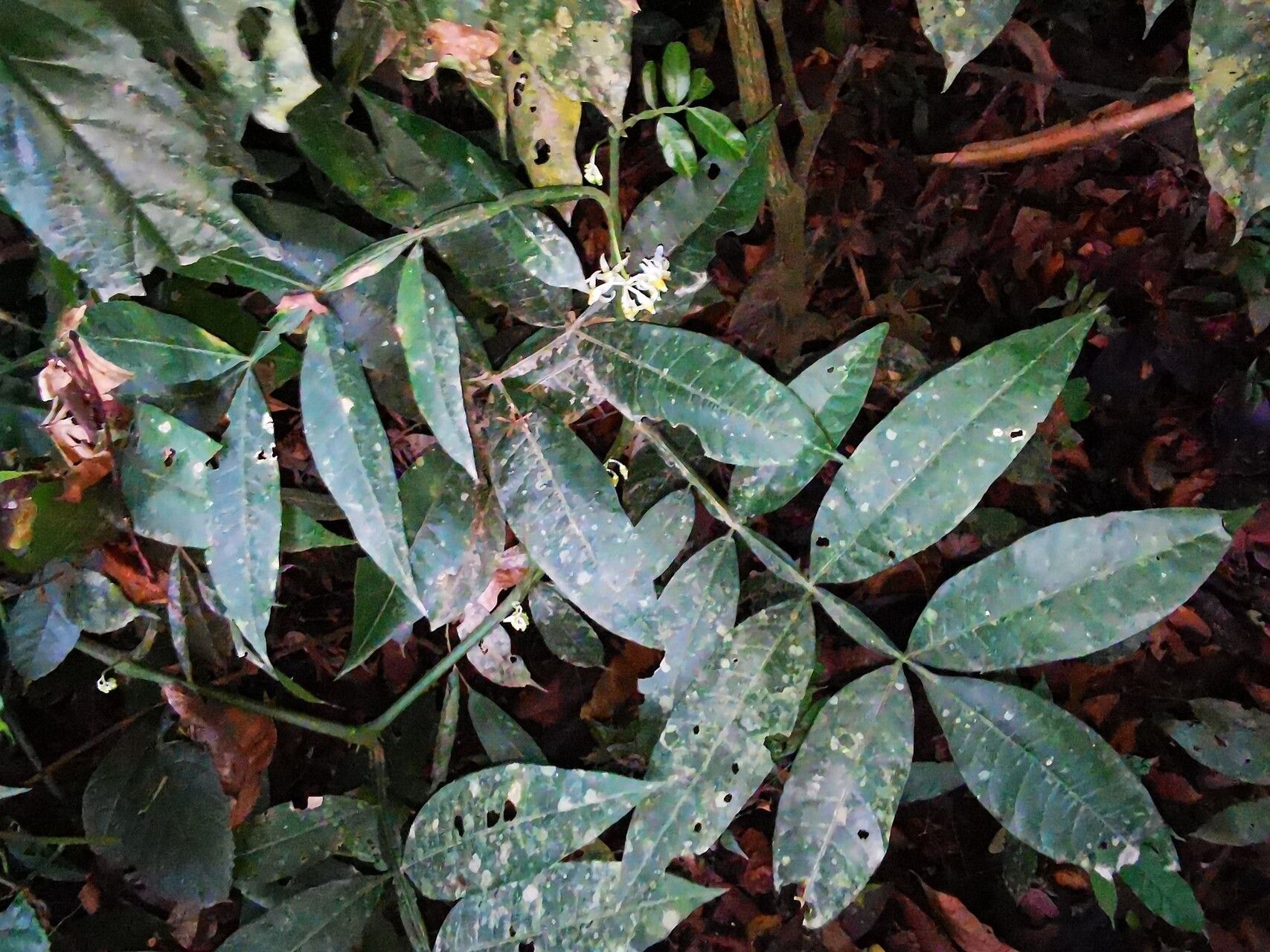 Solanum barbeyanum — houseplant care guide