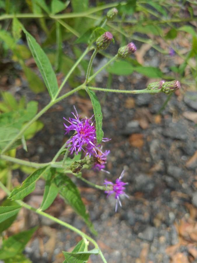 Vernonia texana flower