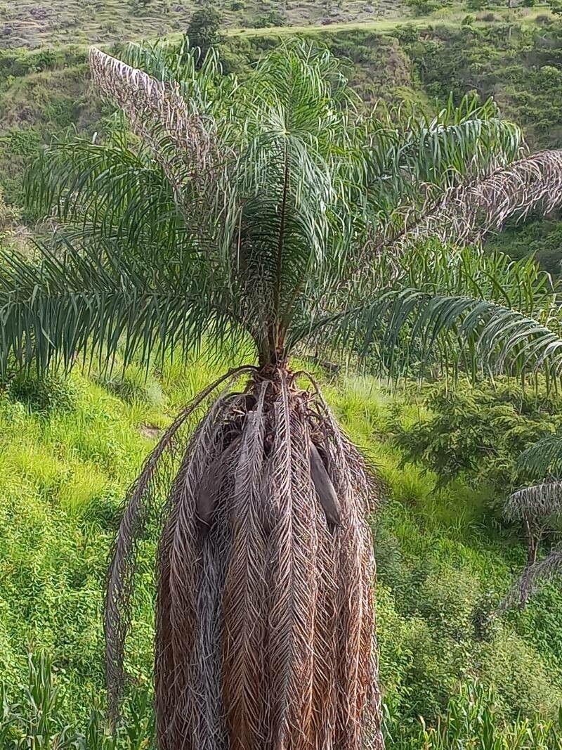 Acrocomia aculeata fruit